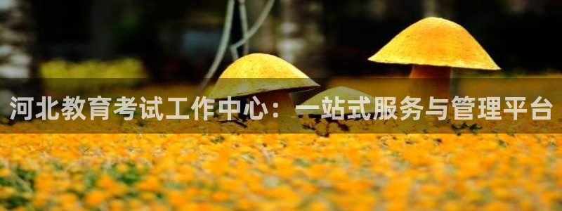 安信安翼 12账号